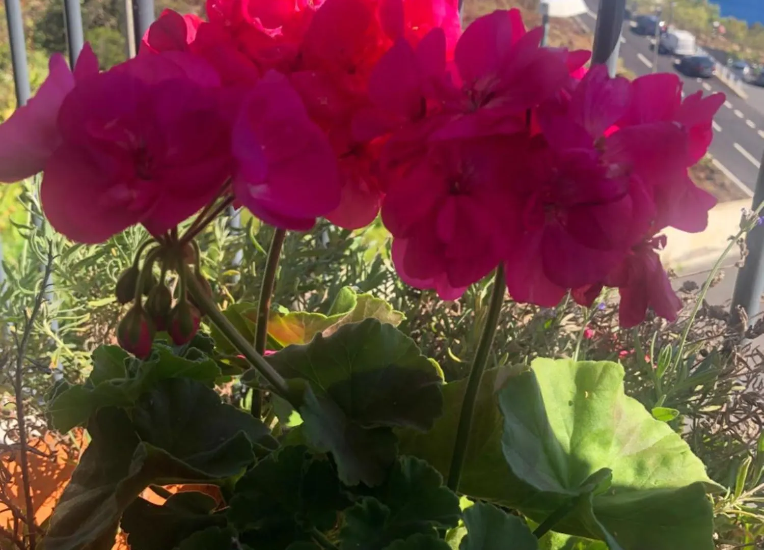 Homestay Sunshine Room Gaula Portugal
